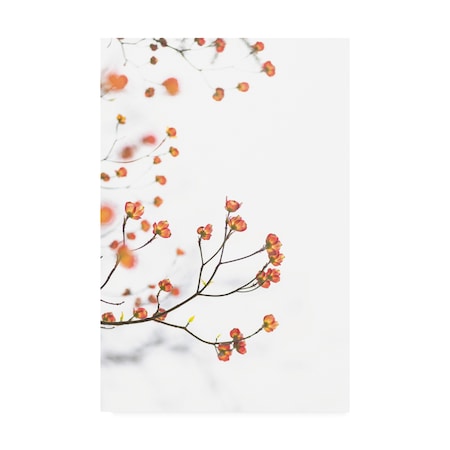 Kurt Shaffer Photographs 'Pink Dogwood In The Light' Canvas Art,30x47